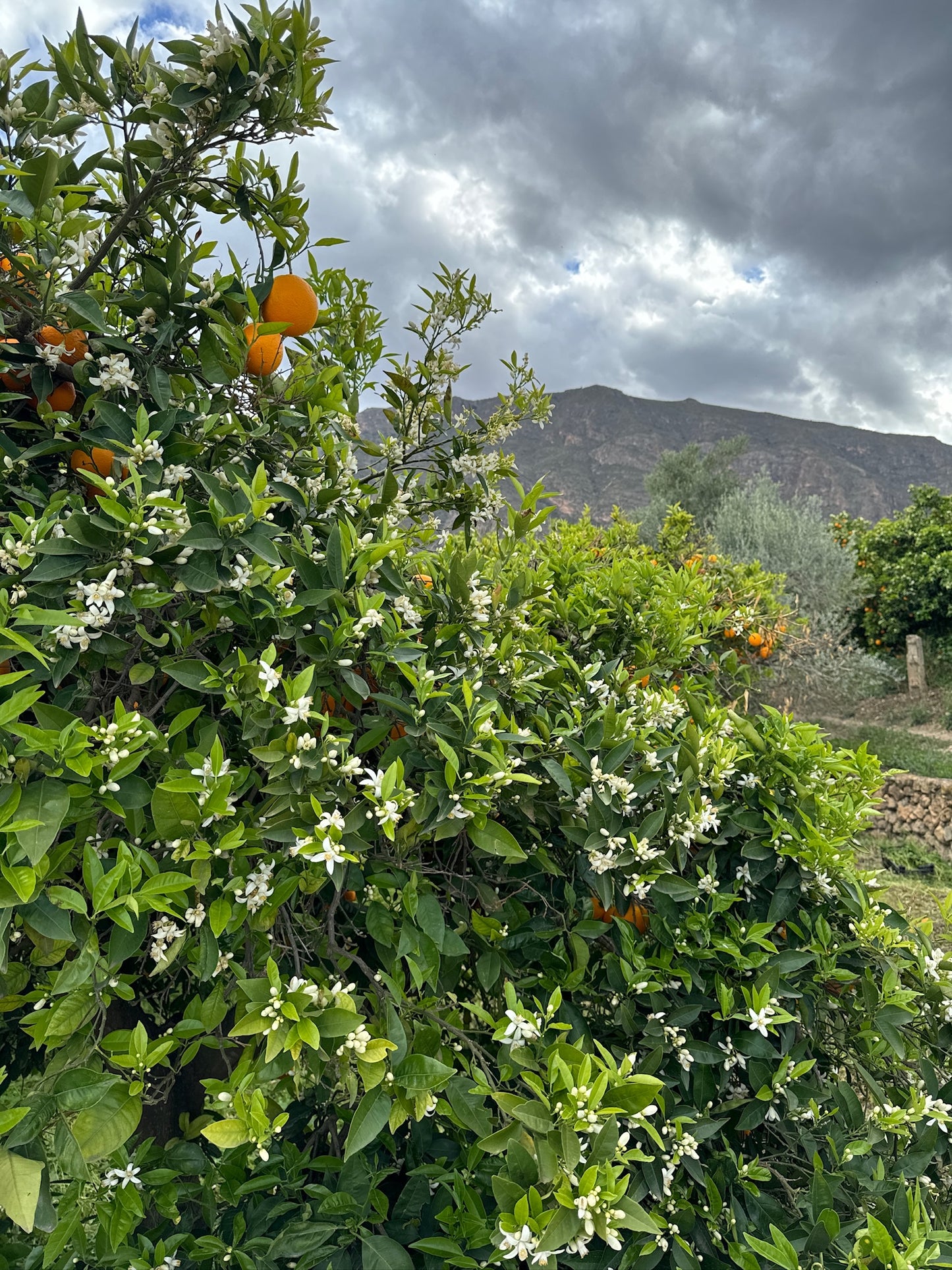 Natürliche Kerze - Orangenblüten